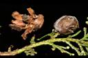 側柏-種子02.JPG