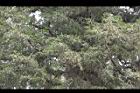 側柏-葉05.jpg