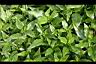 光冠水菊01.jpg