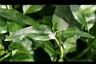 光冠水菊10.jpg