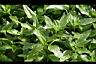 光冠水菊16.jpg