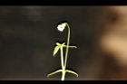 光巾草-花01.JPG
