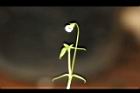 光巾草-花02.JPG