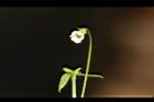 光巾草-花04.JPG