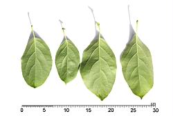 光果南蛇藤-葉05.JPG