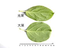 光果南蛇藤-葉10.JPG