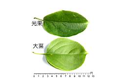 光果南蛇藤-葉11.JPG