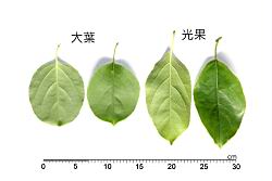 光果南蛇藤-葉07.JPG