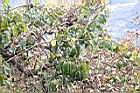 光果南蛇藤-植株01.jpg
