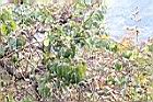 光果南蛇藤-植株02.jpg