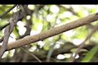 光果南蛇藤-老莖11.JPG