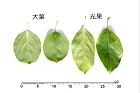 光果南蛇藤-葉22.JPG