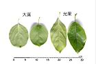 光果南蛇藤-葉26.JPG