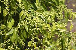 光果翼核木-花00.jpg