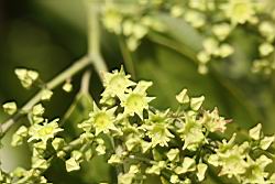 光果翼核木-花01.jpg