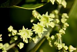 光果翼核木-花02.jpg