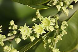 光果翼核木-花03.jpg