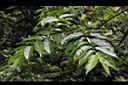 光果翼核木-實01.JPG