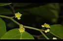 光果翼核木-花05.JPG
