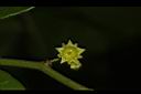 光果翼核木-花06.JPG