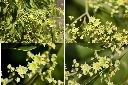 光果翼核木-花1.jpg