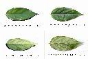 光果翼核木-葉2.jpg