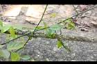 光果翼核木-卷鬚枝1.JPG