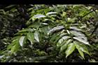 光果翼核木-實00.JPG