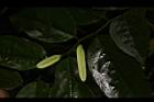 光果翼核木-實04.JPG
