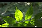 光果翼核木-細脈0.JPG