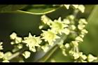 光果翼核木-花04.jpg