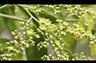 光果翼核木-花08.jpg
