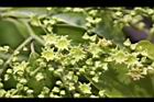 光果翼核木-花09.jpg