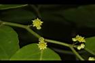 光果翼核木-花10.JPG