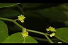 光果翼核木-花11.JPG