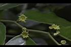 光果翼核木-花12.JPG