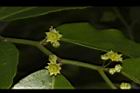 光果翼核木-花13.JPG