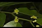 光果翼核木-花15.JPG
