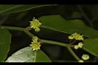 光果翼核木-花16.JPG