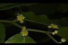 光果翼核木-花17.JPG