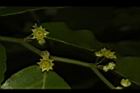 光果翼核木-花18.JPG