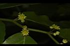 光果翼核木-花19.JPG