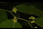 光果翼核木-花20.JPG