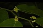 光果翼核木-花21.JPG