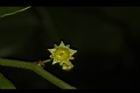 光果翼核木-花22.JPG