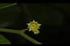 光果翼核木-花23.JPG
