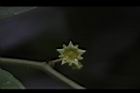 光果翼核木-花24.JPG