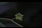 光果翼核木-花25.JPG