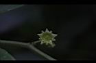 光果翼核木-花26.JPG