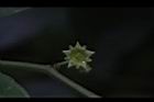 光果翼核木-花27.JPG